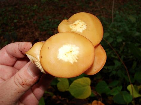 Kuehneromyces Mutabilis Gemeines Stockschw Mmchen Strophariaceae