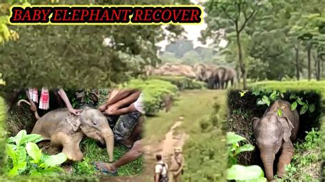 Baby Elephant Resqued From Dhendai Tea Estd Rangapara Assam