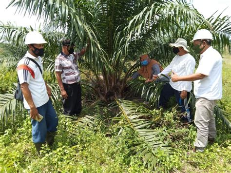 Koperasi Mitra Bga Panen Perdana Psr Di Rokan Hulu Kantor Berita Sawit