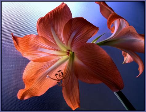 Amaryllis Red Hd Wallpaper Rare Gallery