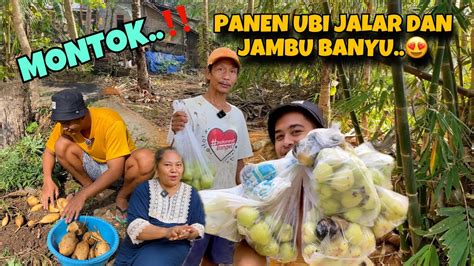 Dailiy Vlog Panen Jambu Dan Ubi Jalar Alhamdulillah Dapat Banyak Tapi