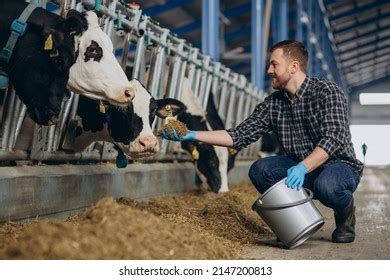 Farmer Cowshed Feeding Cows Farm Stock Photo 2147200813 Shutterstock