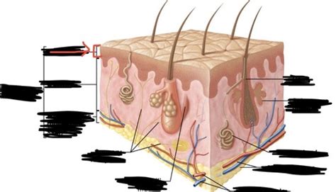 BIO 141 Lab Quiz 3 Integumentary System Flashcards Quizlet