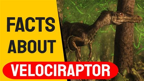 Facts About Velociraptor The Speedy Thief 2020 Update Youtube