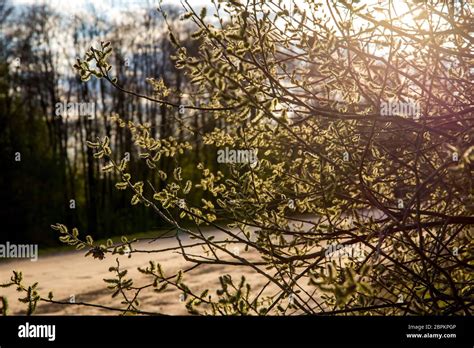 Spring Nature Background With Pussy Willow Branches Rural Landscape In Latvia Pussy Willow At
