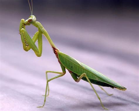 Praying Mantis HD Wallpaper Pxfuel