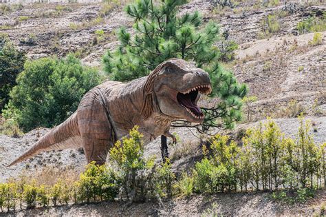 Tyrannosaurus T Rex Dinosaurus Gratis Foto Op Pixabay Pixabay