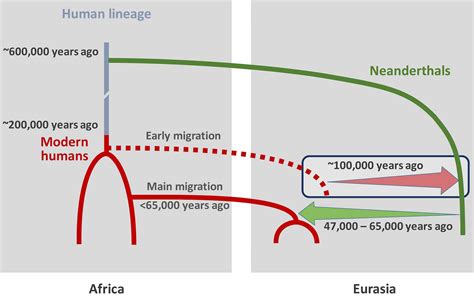 Neanderthal Dna Modern Humans – Telegraph