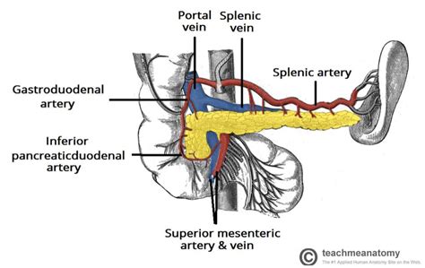 Peripheral And Visceral Artery Aneurysms Teachmesurgery