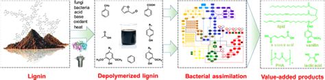 Recent Advances In Lignin Valorization With Bacterial Cultures