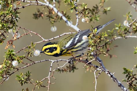 Townsend S Warbler Audubon Field Guide