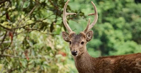 Bawean Deer Facts & Information | Kuhl's Deer (Hyelaphus kuhlii)