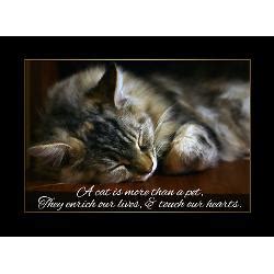 Pet Condolence Quotes Quotesgram