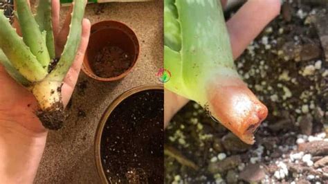 Aloe Vera Plant Has No Roots 7 Causes And What To Do 2022