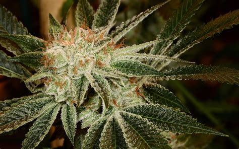 Tips For Growing White Fire Og Cannabis Leafly