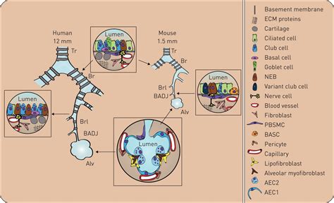 Use Of Three Dimensional Organoids And Lung On A Chip Methods To Study