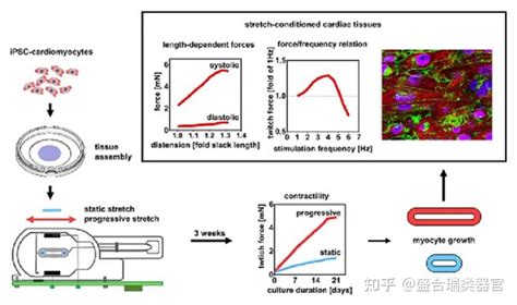 综述详解人类心脏类器官从分型到应用的写作思路通通值得学习 知乎