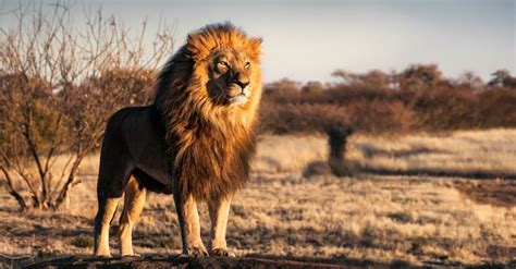 Kangal vs Lion: Who Would Win in a Fight? - A-Z Animals