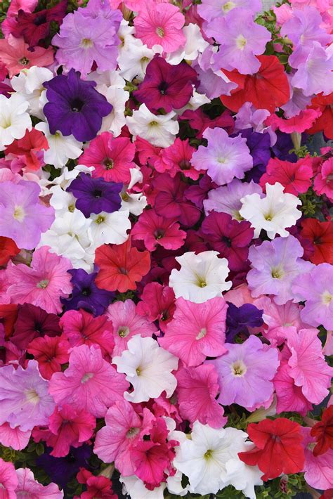 Petunia Supercascade Mix - Ball