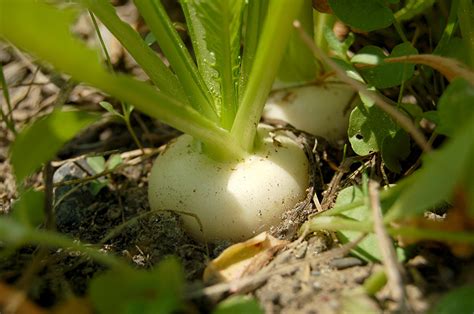 Growing Turnips The Complete Guide To Plant Grow And Harvest Turnips