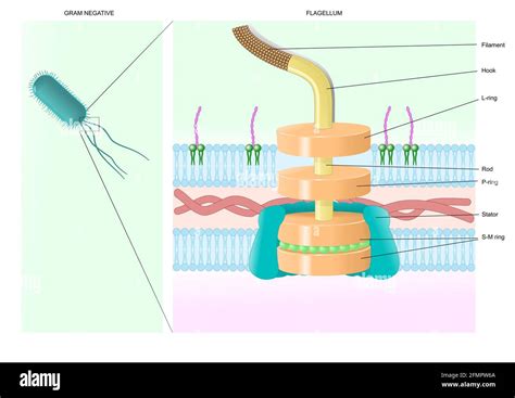 Bacterial Flagellum Structure