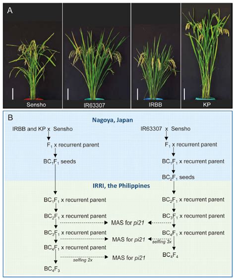 Marker Assisted Introgression Of Quantitative Resistance Gene Pi21