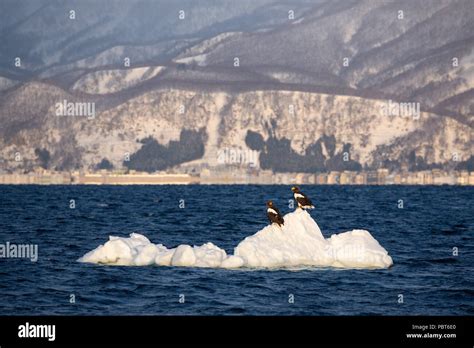 Asia Japan Hokkaido Rausu Shiretoko Peninsula Steller S Sea Eagles