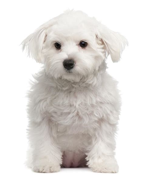 Maltese Dog 18 Months Stock Photo Image Of Fluffy White 7274662