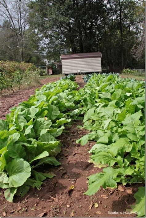 Dad's Tips on Growing Greens in the Garden