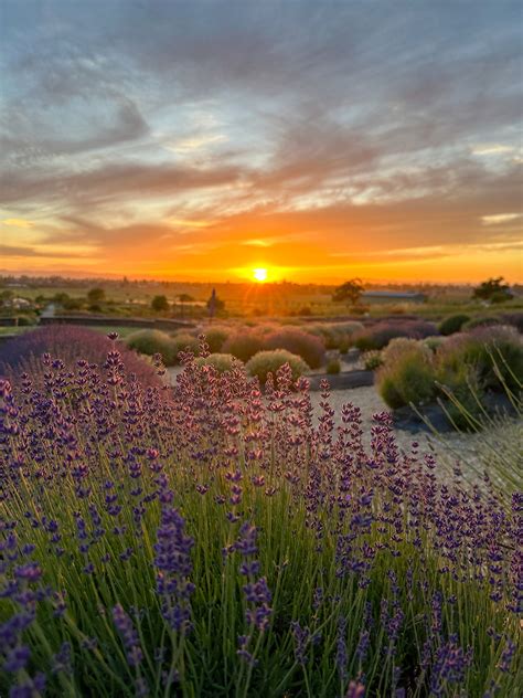 Bees N Blooms – Sustaining bees, trees, blooms, and you