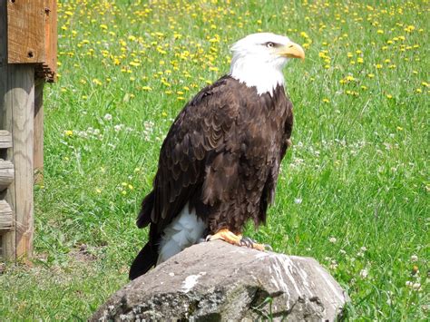 Aigle La Nature Oiseau Pygargue Photo Gratuite Sur Pixabay Pixabay