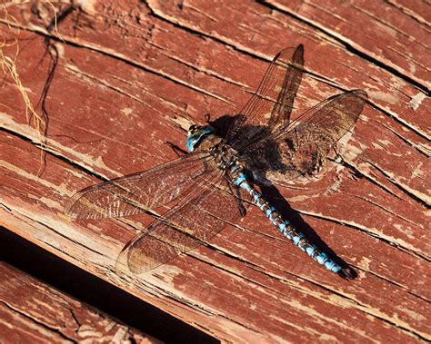 Blue Dragonfly Macro Close Up Critiques Nature Photographers Network