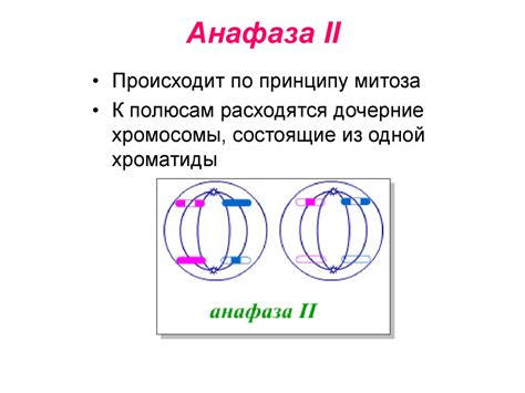 Мейоз - презентация онлайн