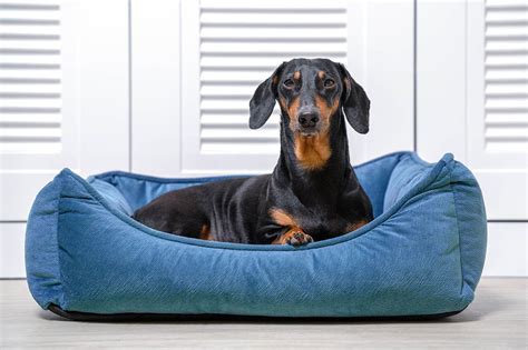 Why Are Dachshunds So Stubborn 5 Possible Reasons Hepper