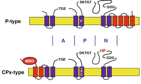 P Type And Cpx Type Atpases The Proteins Are Organized Into Three