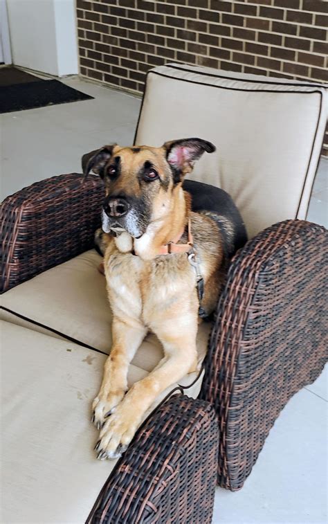 petfinder quincy il 4