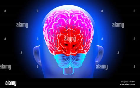 Human Brain 3d Render Stock Photo Alamy