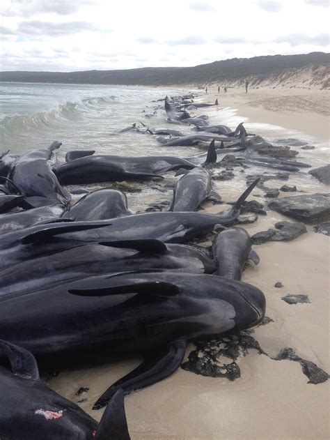 Only Four Of The 150 Whales That Beached Themselves In Western