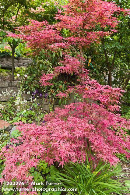 1203276 Beni Maiko Japanese Maple Acer Palmatum Beni Maiko Ted