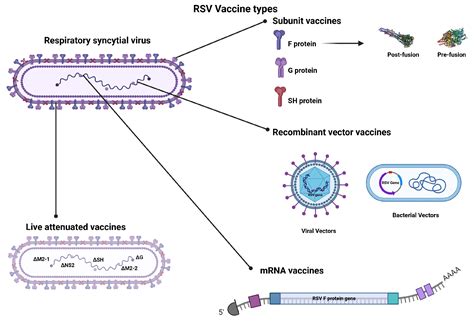 The Importance of RSV Vaccine Development – Invisiverse News