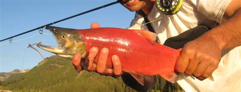 Sockeye Salmon Facts And Life Cycle Fly Fishing Tips