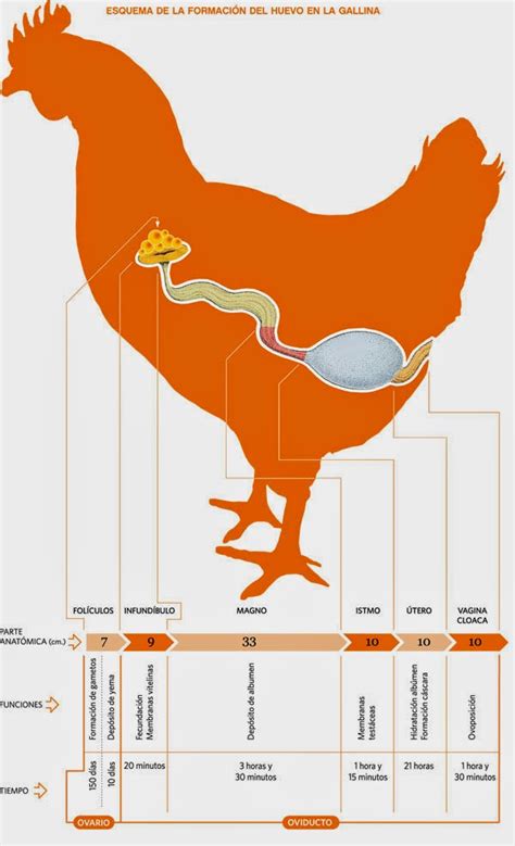 GenÉtica Gallina Ponedora Formacion Del Huevo