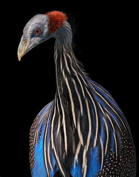 20 Stunning Portraits Of Rare And Endangered Birds Full Of Personality ...