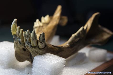 Especial Museo De Argentina Recrea Hábitat De Mítico Tigre Dientes De