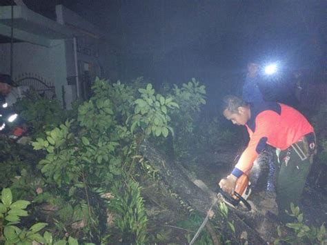 Timpa Rumah Warga Tim Bpbd Padang Bersihkan Puing Pohon Tumbang