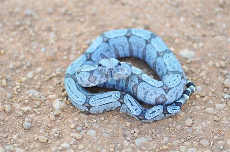 Boa constrictor morphs - lopireference