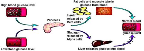 The Glucose Homeostasis Download Scientific Diagram