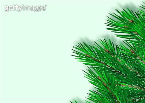 Green Lush Spruce Branch Fir Branches Isolated On White Vector