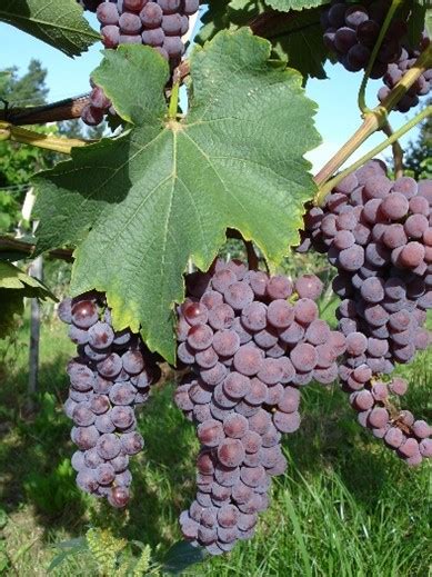 Souvignier gris fruité ou bourguignon PIWI International