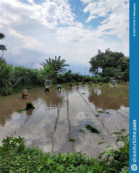 Planting Rice in the Rainy Season in Indonesia Editorial Image - Image